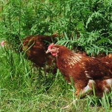 Hühner-Kräuter
